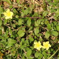 Sida rhombifolia subsp. alnifolia (L.) Ugbor.